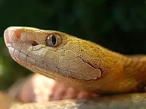 Head of copperhead photographed in Rheinberger Terra-Zoo, Germany.