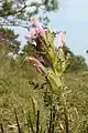 Common lousewort