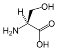 L-Serine(Ser / S)