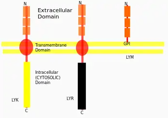 Different families of LYSM Receptors