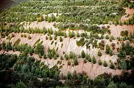 Reforestation in La Huerce (1977)