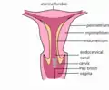 Diagram of cytobrush in vagina/cervix