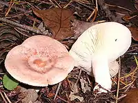 Lactarius chrysorrheus