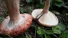 A comparison between Lactarius torminosus (left) and Lactarius pubescens (right)