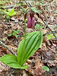 Lady Slipper Orchid (Cypripedium acaule)