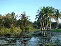 Lagoon area, Townsville Palmetum