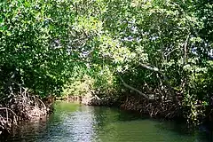 Channel in the mangroves