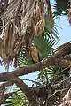 Immature bird in Selous Game Reserve, Tanzania