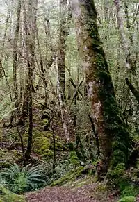 Bush surrounding the lake