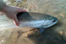 Photo of Steelhead from Lake Erie