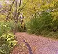 The Lakeshore Path as it enters the northernmost portion of Muir Woods