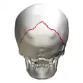 Skull seen from behind. Showing Λ-like shape of the lambdoid suture.