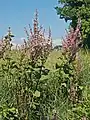 Plants of Salvia sclarea