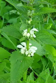 Lamium album (white dead nettle)