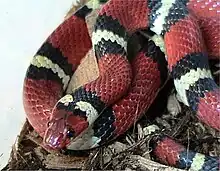 Scarlet King snake