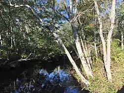 View of Landing Creek in the forest