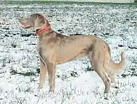 Female Weimaraner, long-haired