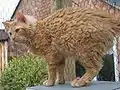 Red Tabby LH LaPerm