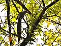 Large green-billed malkoha