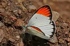 Male C. a. exoleSemliki Wildlife Reserve, Uganda