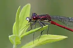 Male eating insectDry Sandford Pit, Oxfordshire