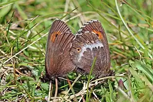 Mating, Bulgaria