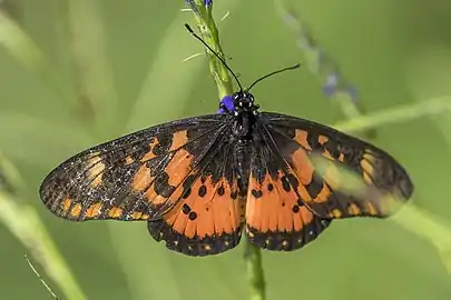 A. z. anobonna upper side