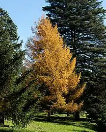 Larix gmelinii var. olgensis in fall, Arnold Arboretum of Harvard University, accession #365-97*A.