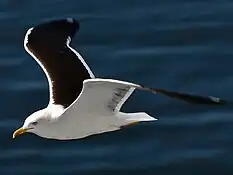 Great black-backed gull