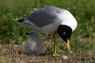 Adult with chick, Kalmykia, Russia.