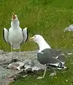 Great black-backed gulls displaying