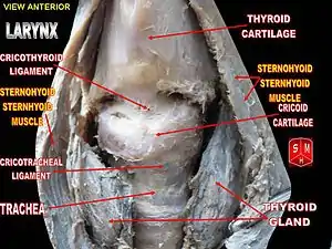 Cricoid cartilage.