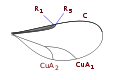 Lasiopterini wing veins