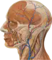 Lateral head anatomy detail