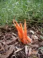 Individual fruiting body growing on pine bark mulch of unknown origin.