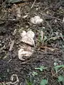 Several puffballs on pine bark mulch.