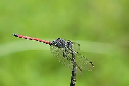 Lathrecista asiatica male