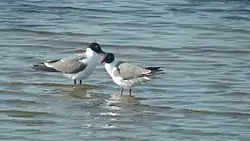 Laughing gulls