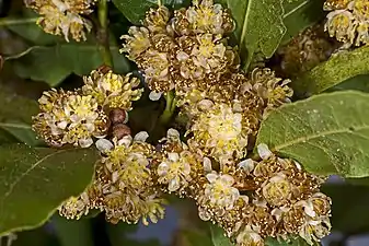 Laurel (Laurus nobilis)