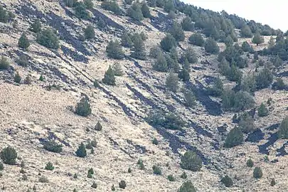 Stone stripes on Catlow Rim with juniper trees.