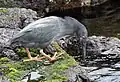 Lava heron on the Galápagos Islands