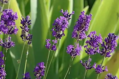 Stems and flowers