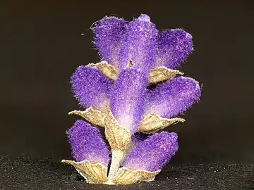 Calyx (purple) and flower bracts (light brown)