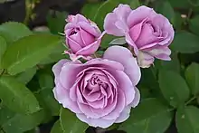 Lavender pink roses