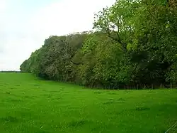 The woodland nature reserve at Lawthorn