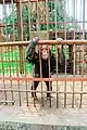 Chimpanzee