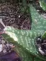 Compact triangular leaves of a G.excelsa form