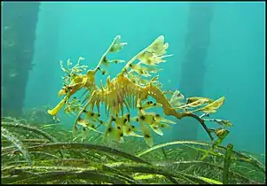 Sea dragons camouflaged to look like floating seaweed live in kelp forests and seagrass meadows.