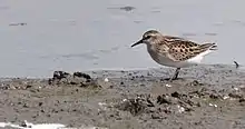 Least Sandpiper