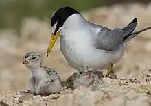 Two-day-old chicks